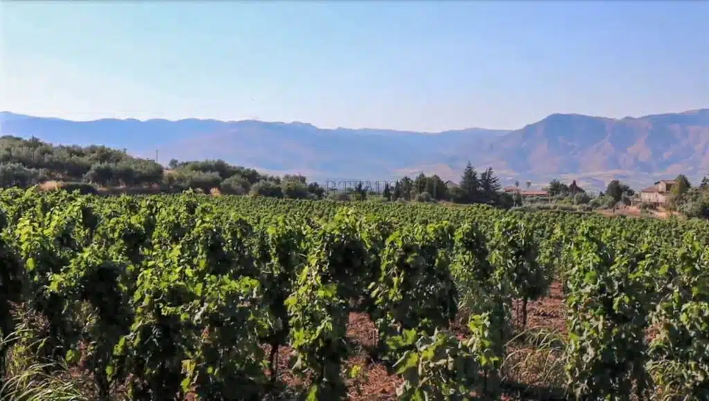 Discovering Sicily’s Wine Country: A Personal Journey with Artemis Luxury Wine Tours